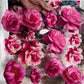 Bloom babe bundle
